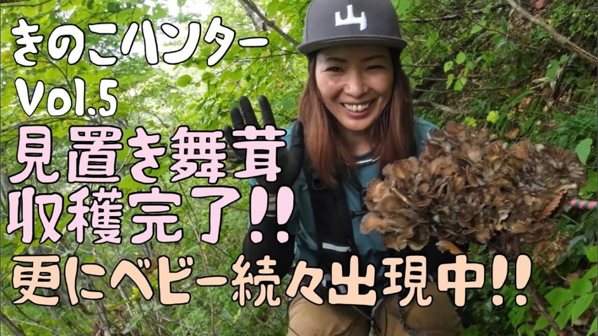 きのこハンターVol.5 見置き舞茸収穫完了〜ベビー舞茸続々出現中〜