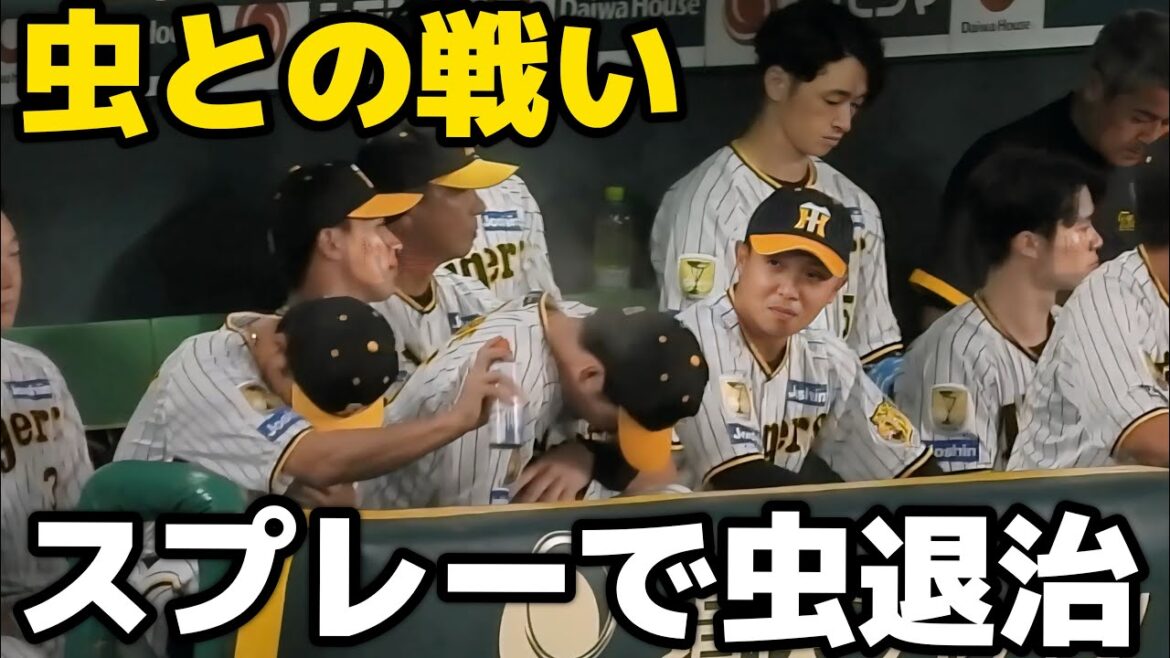 【虫との壮絶なバトル】目の前の虫がウザすぎて虫除けスプレーで撃退する阪神ベンチ 2024.9.13