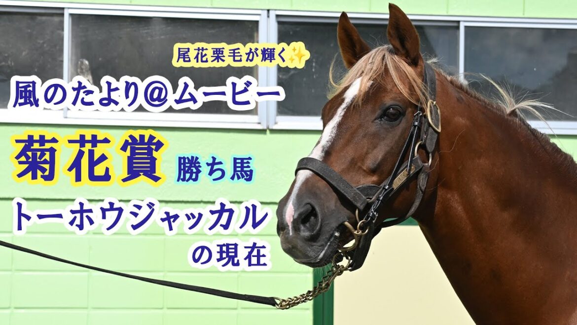 【風のたより＠ムービー】菊花賞優勝馬トーホウジャッカルの最新映像！～P.S.〝美しい尾花栗毛の金髪は健在です！～