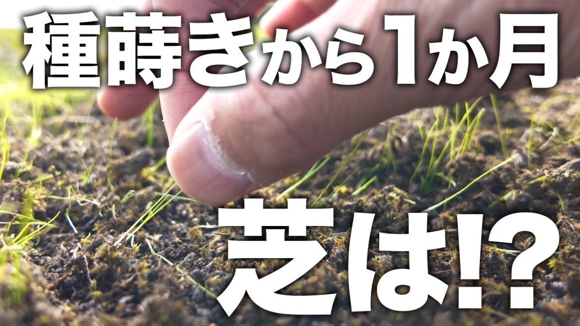 【結果】グラウンドに芝は生えたのか!? 種蒔き１か月後には驚きの結果が…
