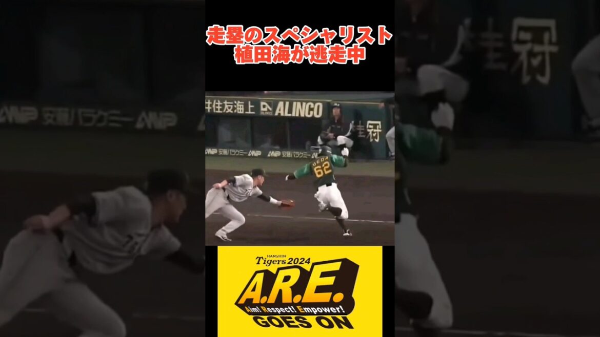 【神回避&神走塁】植田海の忍者のような身のこなし #shorts #阪神タイガース #植田海