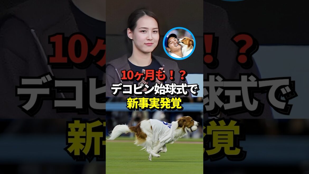 ㊗️347万再生！※映像あり 真美子夫人も見届けた大谷翔平とデコピンの始球式で新事実が発覚！10ヶ月以上使用されているアイテムに注目が集まる！しかも値段は衝撃の・・#shorts #大谷翔平 #野球