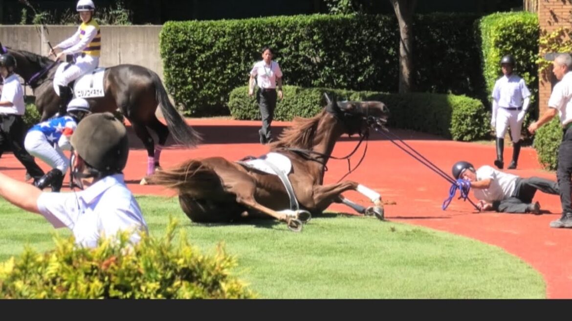 テントウムシサンバが転倒‼️