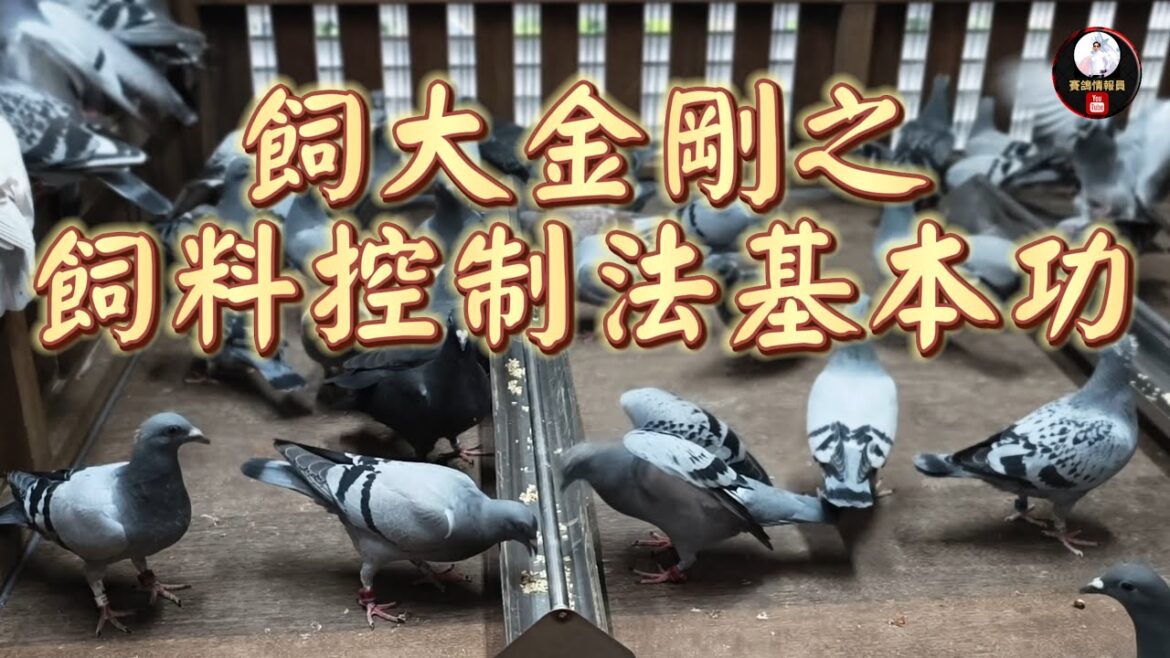 “飼大金剛”~賽鴿飼料控制法基本功 #飼料營養學 #養鴿 #種鴿 #選手鴿 #飼手 #鴿子 #鴿刊 “飼大金剛”~賽鴿飼料控制法基本功 #飼料營養學 #養鴿 #種鴿 #選手鴿 #飼手 #鴿子 #鴿刊