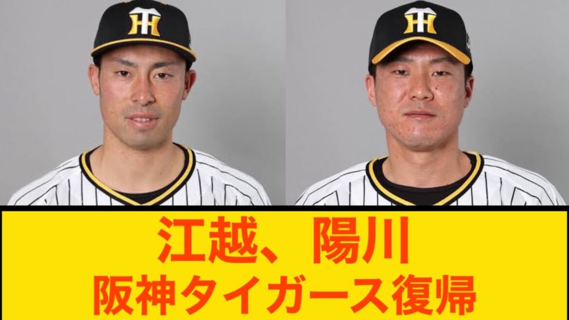 江越、陽川　阪神タイガース復帰