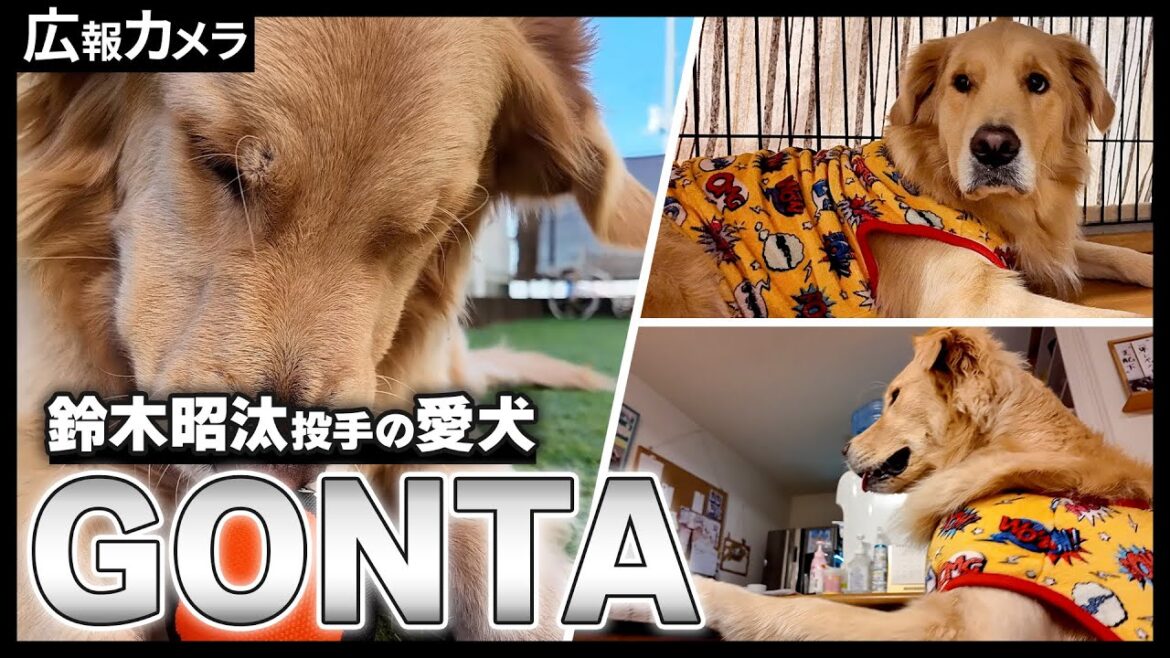 鈴木昭汰投手の愛犬GONTAの撮影に成功！【広報カメラ】