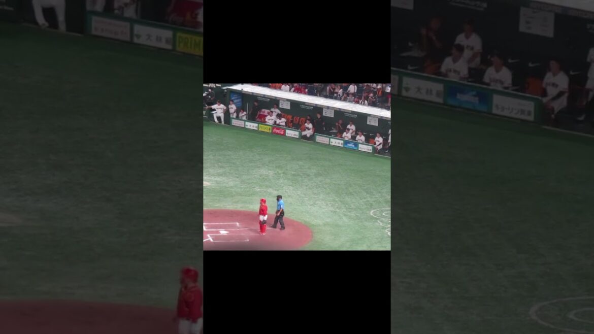 丸佳浩ヒットでチャンス 喜ぶジャイアンツベンチの選手たち（読売ジャイアンツ対 広島カープ 2024年6月29日）