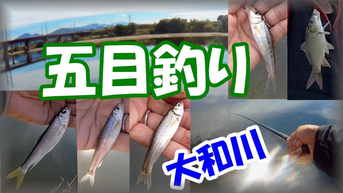 【秋の小物五目釣り・淡水魚】ヤバい！大和川でオイカワ・ニゴイ・小鯉・スゴモロコ・タモロコと、のべ竿でのんびりとウキ釣りを楽しもう！平野川に沢山居る？大阪釣り・柏原市・マルキュー・九ちゃん