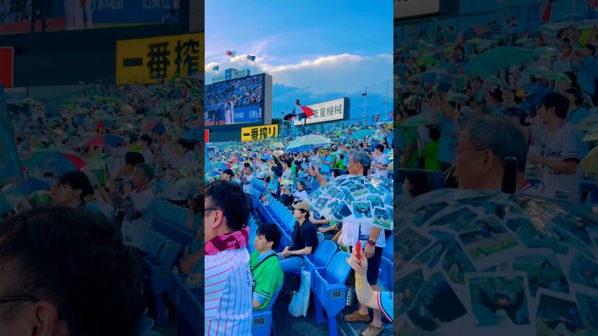 東京養樂多燕子🐧東京ヤクルトスワローズ～特殊的得分後雨傘舞慶祝🎉 #東京ヤクルトスワローズ  #npb