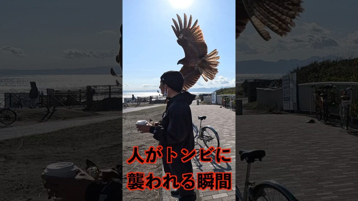 トンビに襲われる瞬間#shorts