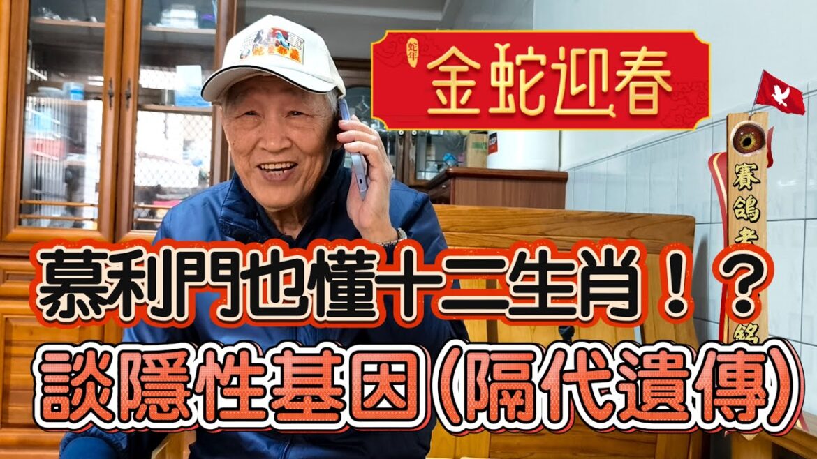 慕利門也懂十二生肖!?賽鴿老仙邱銘德談隱性基因(隔代遺傳) #凡布利安娜 #近親 #雜交 #鴿眼 #窺眼箱 #戈馬利 #育種 #火鳳凰 #鴿子 #種鴿 #pigeon 慕利門也懂十二生肖!?賽鴿老仙邱銘德談隱性基因(隔代遺傳) #凡布利安娜 #近親 #雜交 #鴿眼 #窺眼箱 #戈馬利 #育種 #火鳳凰 #鴿子 #種鴿 #pigeon