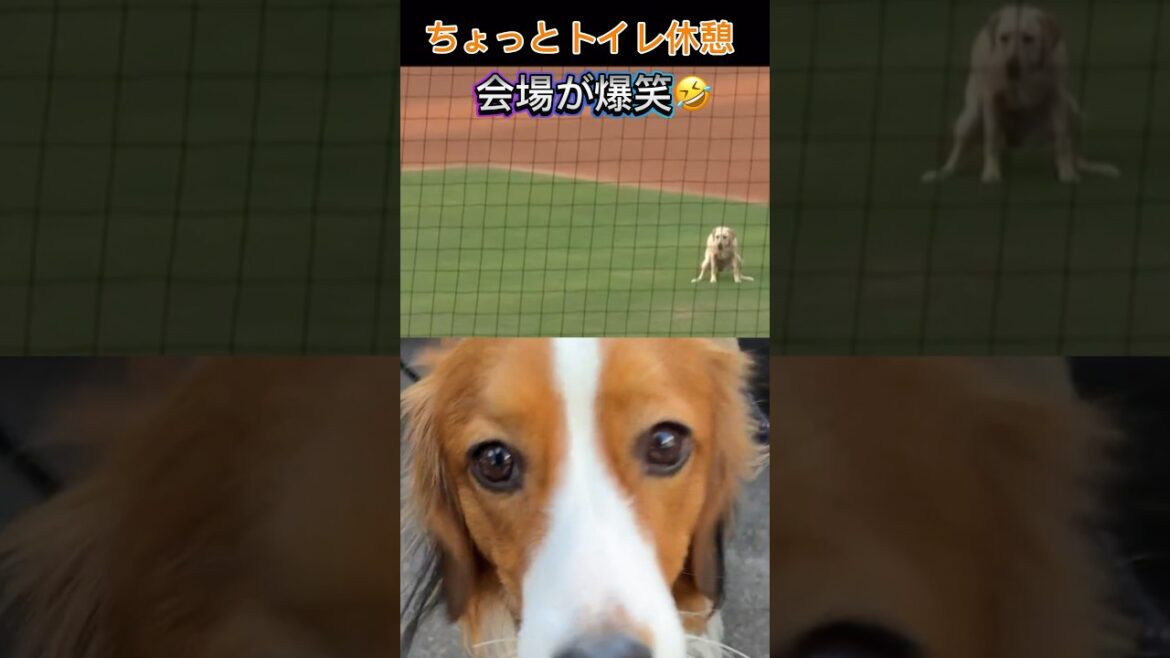 デコピンとはまるで違う！「新人犬」バット回収の仕事もまさかの行為に！？