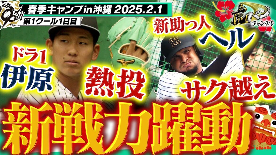 【新たな力で頂点へ】ドラ１伊原＆新助っ人ヘルナンデスがキャンプ初日から躍動！阪神タイガース密着！応援番組「虎バン」ABCテレビ公式チャンネル】
