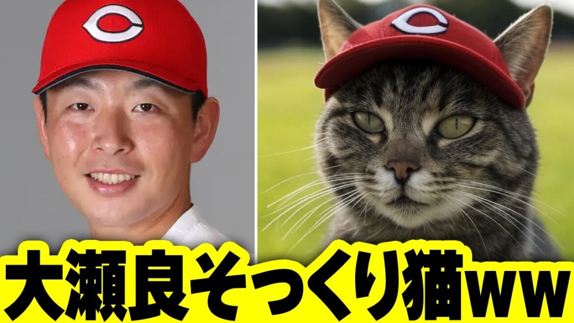 カープ大瀬良大地そっくりの猫、見つかるｗｗｗ