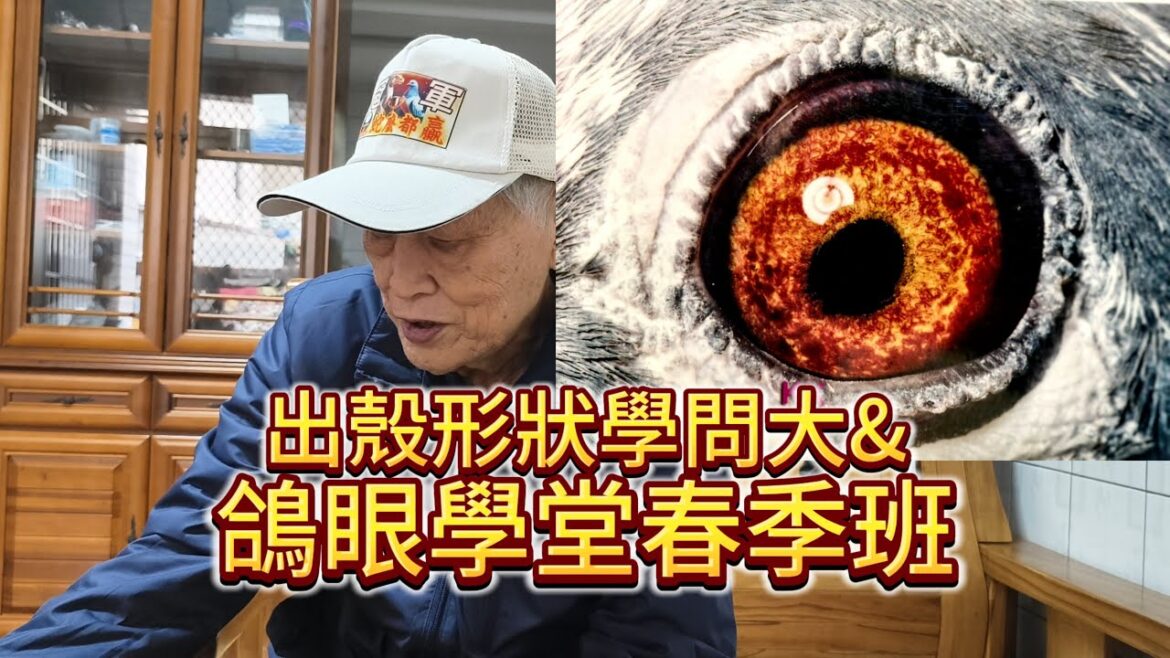 出殼形狀學問大！？鴿子出殼有玄機！老仙鑑鴿學與鴿眼學堂春季班 #戈登 #慕利門 ＃邱銘德 #鴿壇名人 #鴿眼 #眼誌  #種鴿 #海翔 #pigeon #鴿子 #育種 #養鴿 #粉鳥 #銘鴿