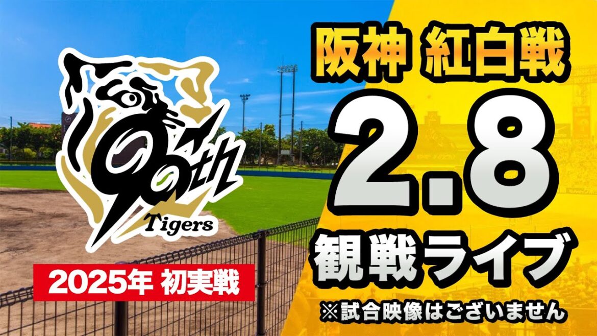 【春季キャンプ2025】2/8 阪神タイガース 紅白戦（1,2軍合同開催）を一緒に観戦するライブ。【プロ野球】