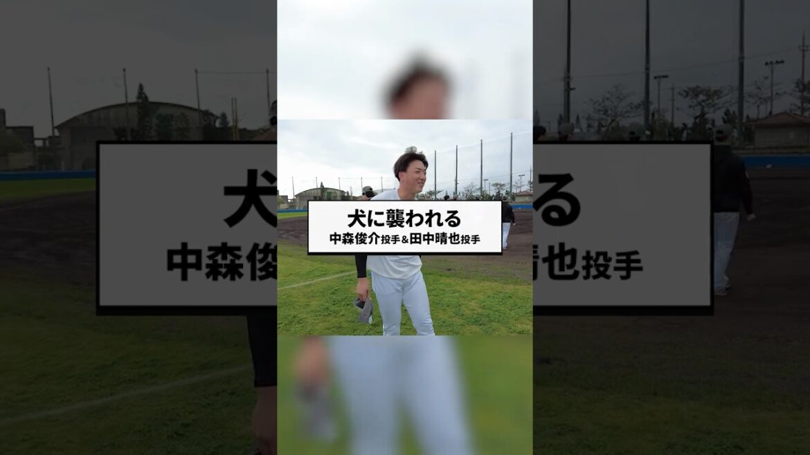 先輩を盾にする田中晴也投手 #chibalotte