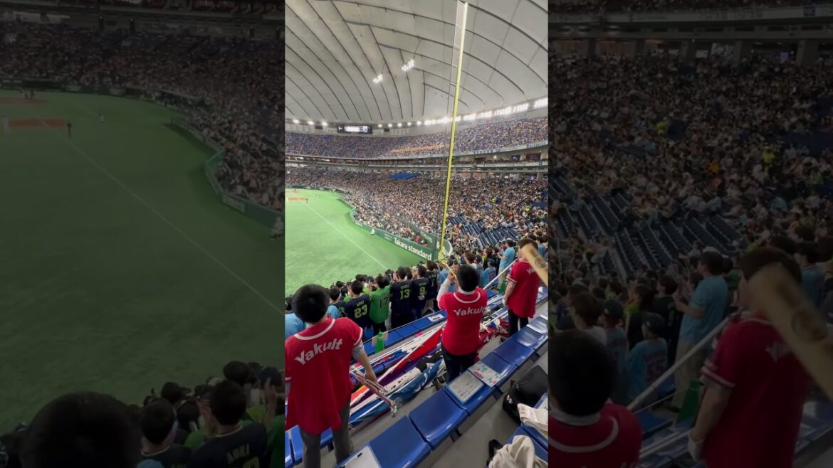 2024 サンタナ 応援歌 応援団真後ろ 東京ヤクルトスワローズ in 東京ドーム 20240430
