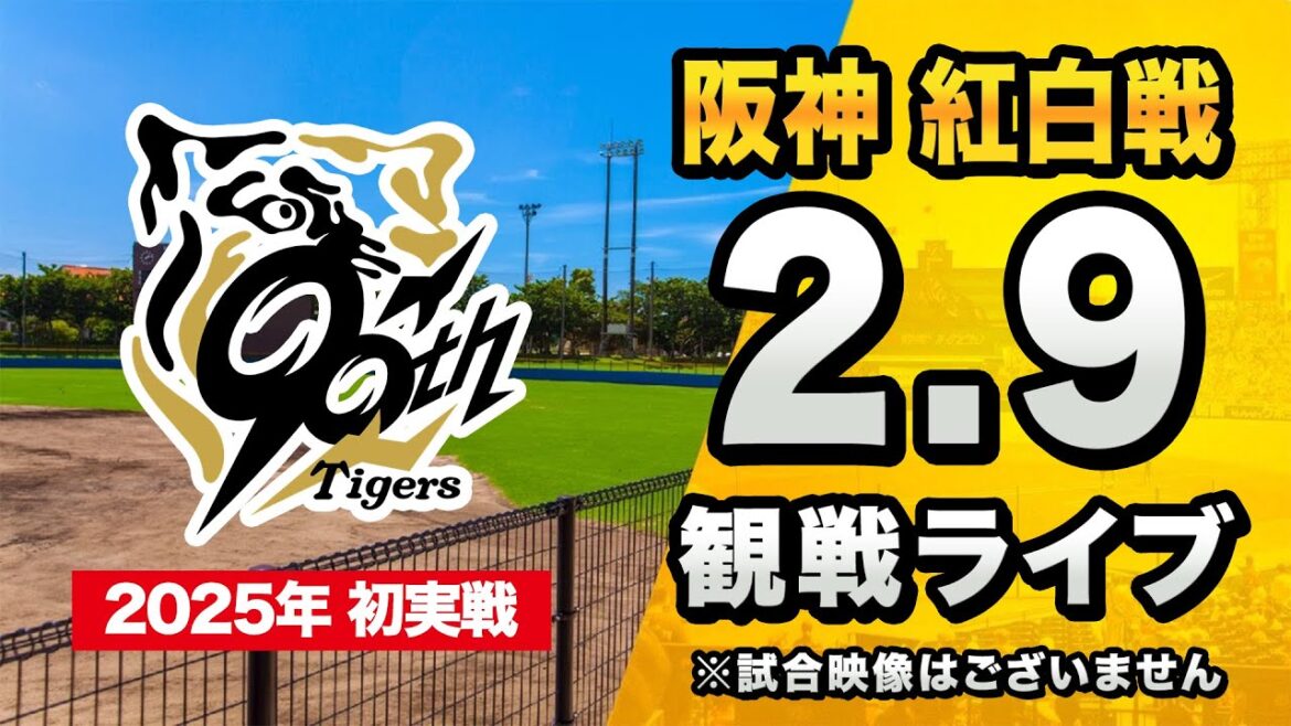 【春季キャンプ2025】2/9 阪神タイガース 紅白戦（1,2軍合同開催）を一緒に観戦するライブ。【プロ野球】
