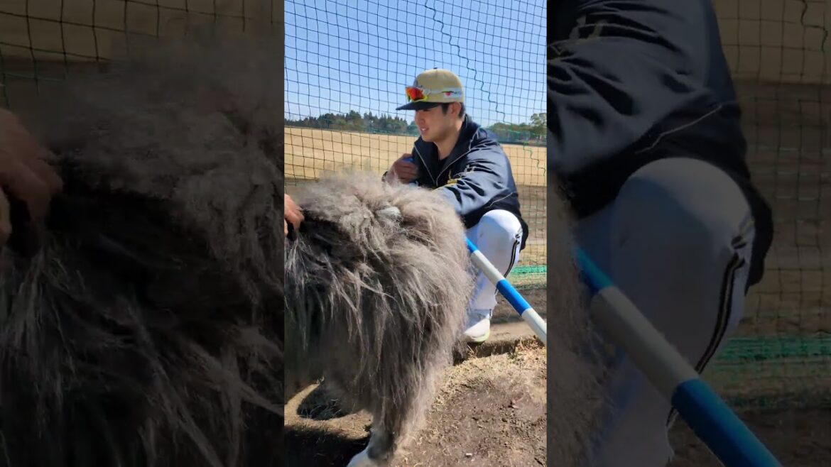 オリックスキャンプ　『山下選手と秋田犬』#オリックス #オリックスバファローズ #プロ野球