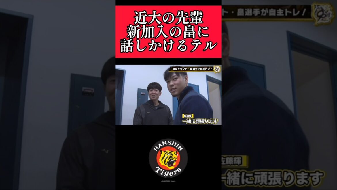 【阪神】新加入の畠&サトテルの近大コンビ！ #阪神 #阪神タイガース #佐藤輝明  #shorts