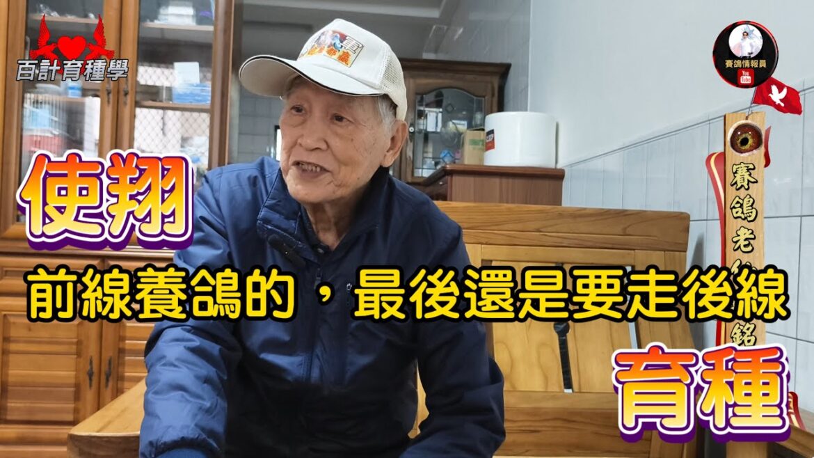 計畫性育種~鴿友的後線(育種)經營,及中部名櫥的育種重要面向分享 #邱銘德 #育種學 #近親 #雜交 #銘鴿 #賽鴿 #種鴿 #育種 #強豪 #鴿子 #pigeon #鴿舍 計畫性育種~鴿友的後線(育種)經營,及中部名櫥的育種重要面向分享 #邱銘德 #育種學 #近親 #雜交 #銘鴿 #賽鴿 #種鴿 #育種 #強豪 #鴿子 #pigeon #鴿舍