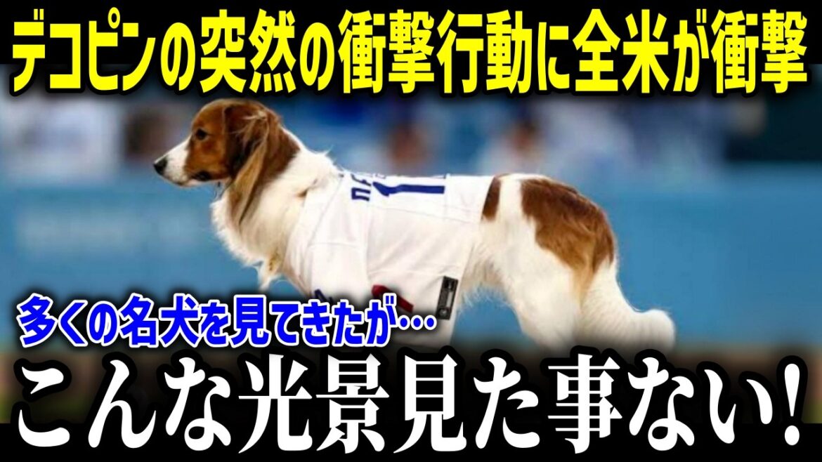【大谷翔平】「正直、自分の目を疑った」デコピンの『衝撃仕草』に全米驚愕…自主トレ中の大谷と妊娠中の真美子夫人が共に過ごしたリラックス時間に突然起きた驚きの出来事！！【海外の反応/MLB/大谷翔平】
