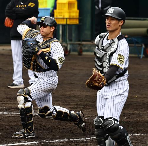 【虎になれ】2枚看板に次ぐ、阪神第3の捕手は? 第1も第2も分からないけど…? – 虎だ虎だ虎になれ! – 野球コラム : 日刊スポーツ シートノックで三塁へ送球する梅野。右は坂本(2025年2月4日撮影)