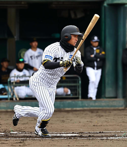 阪神近本光司（2025年2月8日撮影）