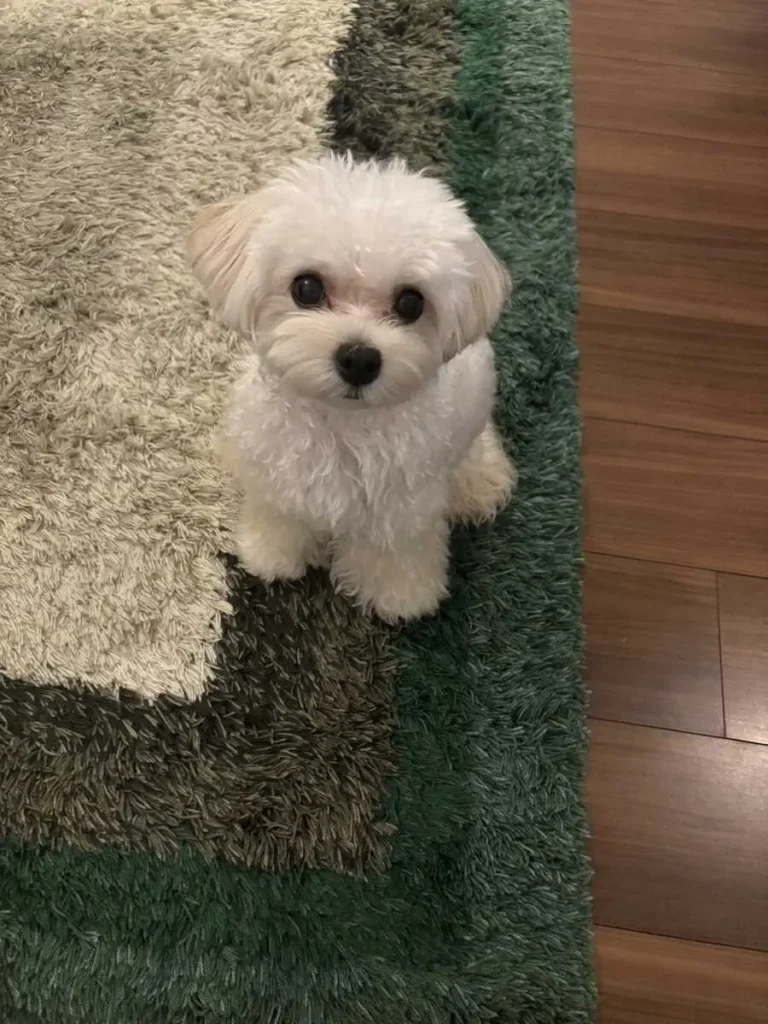 【キャンプ隠しマイク】巨人・山崎　愛犬が“センター”デビューに大喜び！「やっぱり可愛い」― スポニチ Sponichi Annex 野球