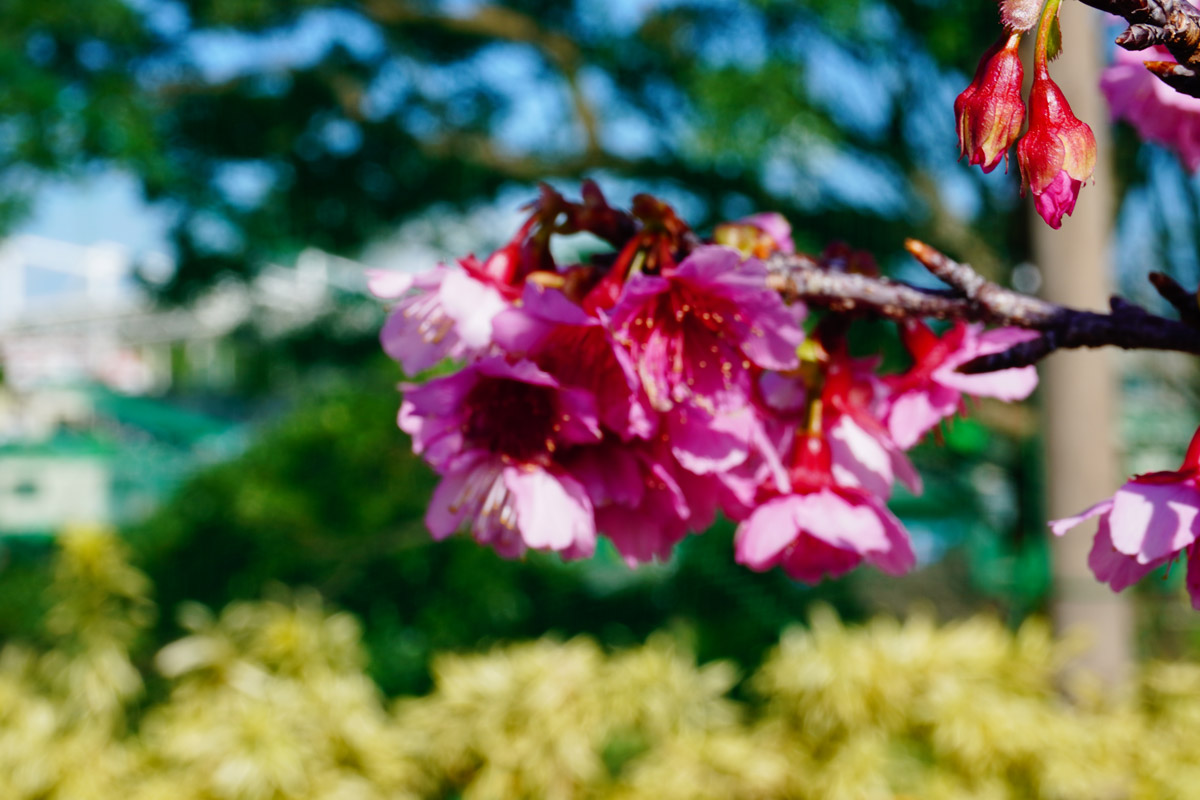 プロ野球キャンプのシーズンになると、沖縄のカンヒザクラが満開になる