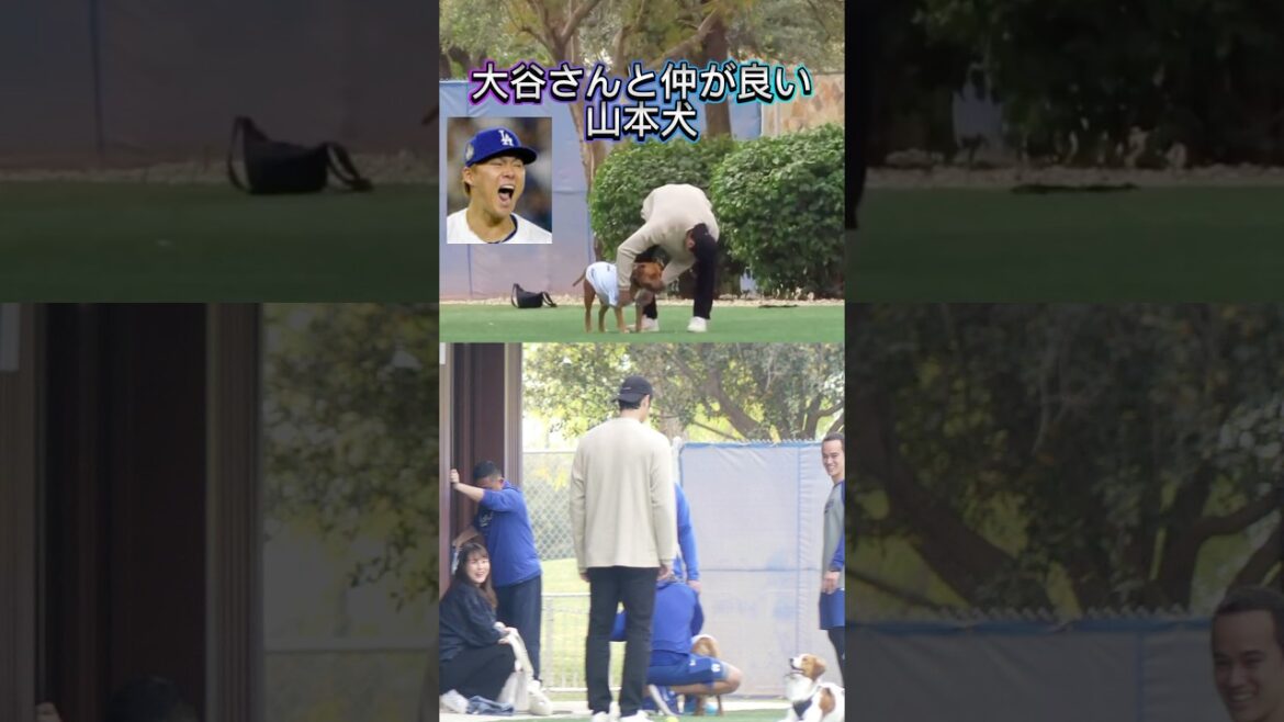 ドジャース山本由伸のワンちゃんと仲が良い大谷翔平!デコピン羨ましがる ドジャース山本由伸のワンちゃんと仲が良い大谷翔平!デコピン羨ましがる