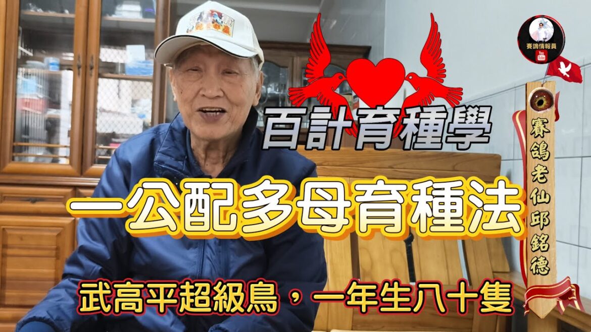 邱銘德老師育種學:一公配多母育種法 #種鴿 #海翔 #pigeon #鴿子 #育種 #養鴿 #粉鳥 #強豪 #鴿刊 邱銘德老師育種學:一公配多母育種法 #種鴿 #海翔 #pigeon #鴿子 #育種 #養鴿 #粉鳥 #強豪 #鴿刊