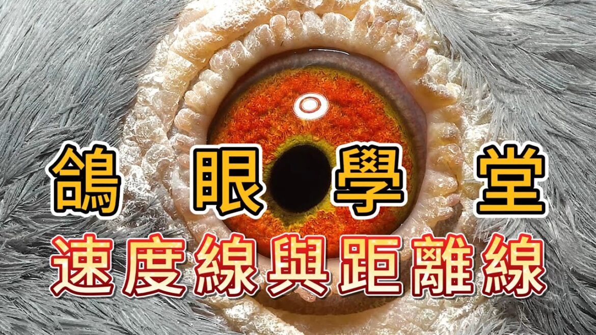 鴿眼學堂～認識鴿眼速度線與距離線  #鴿眼 #眼誌 #強豪 #鴿刊 #種鴿 #海翔 #pigeon #鴿子 #育種 #養鴿 #粉鳥 #窺眼箱 #銘鴿 #賽鴿 #窺眼箱