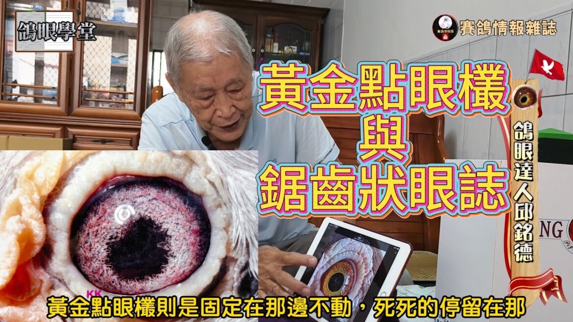 鴿眼學堂：黃金點眼欉、瞳孔形狀與鋸齒狀眼誌！ #邱銘德 #鴿壇名人 #眼誌 #強豪 #鴿刊 #種鴿 #海翔 #pigeon #鴿子 #育種 #養鴿 #粉鳥 #窺眼箱 #戈登 #金利威