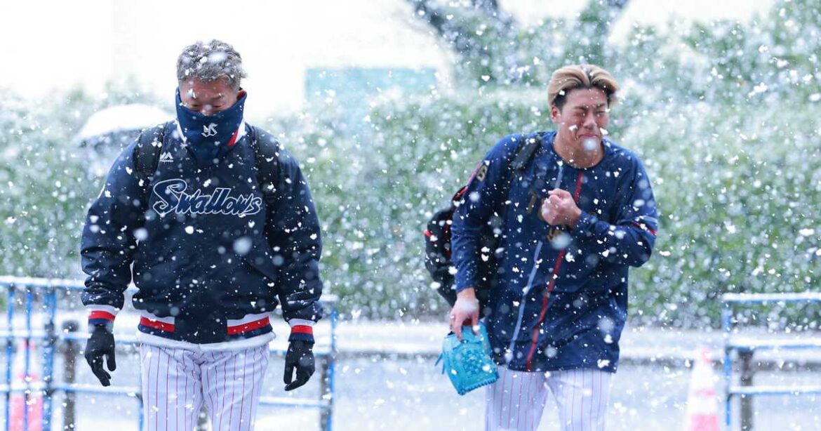 山田と村上が離脱中のヤクルト、日替わり打線で28日開幕へ　高津監督が明かす　神宮が雪化粧、阪神戦は中止 - サンスポ