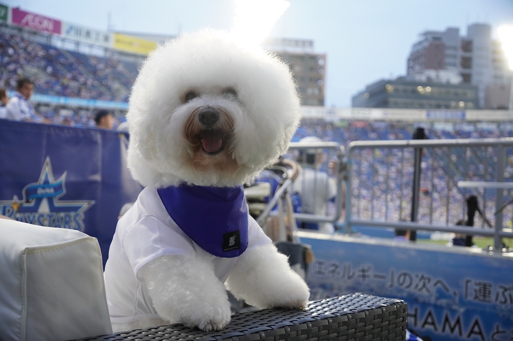 DeNA、横浜スタジアム「DREAM GATE STAND」を企画席種として販売決定 | BASEBALL KING DeNA、横浜スタジアム「DREAM GATE STAND」を企画席種として販売決定 | BASEBALL KING