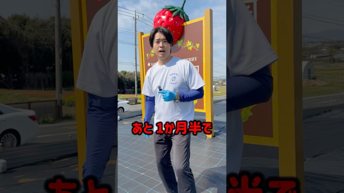 来シーズンはいちご狩り枠、大幅に減少します。残りはあと1ヶ月半