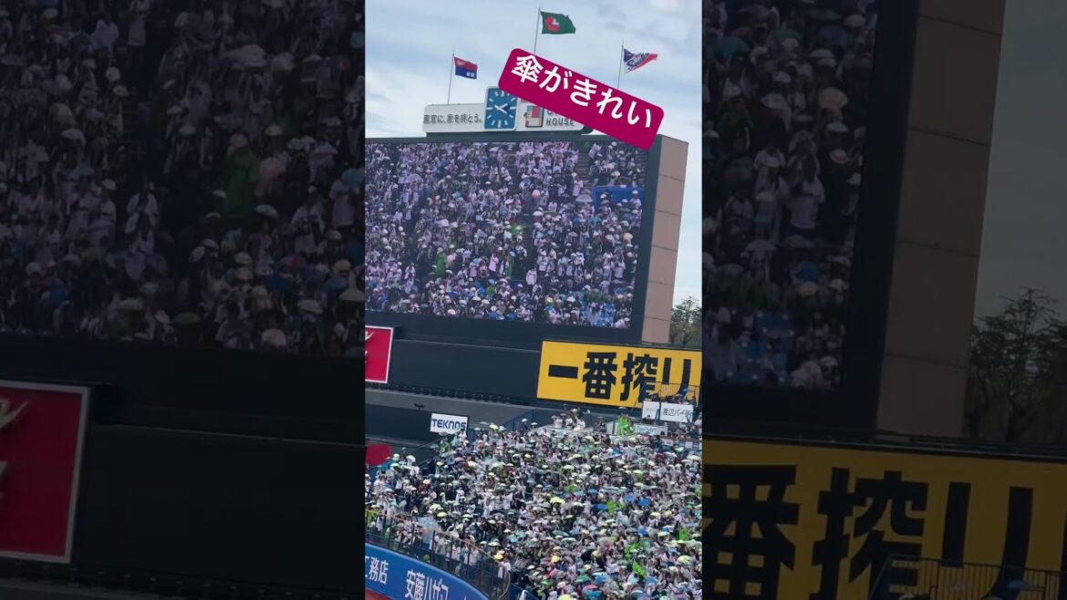 ライスタヤクルトスワローズファンの傘が、きれい