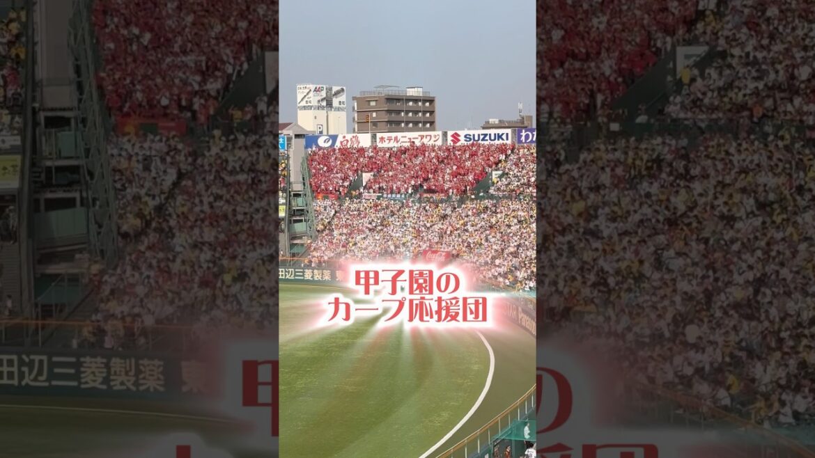 甲子園のカープ応援団25/4/19 #広島東洋カープ #広島 #広島カープ #広島ファン #カープ #応援歌 #プロ野球 #チャンステーマ #甲子園 #阪神タイガース #阪神
