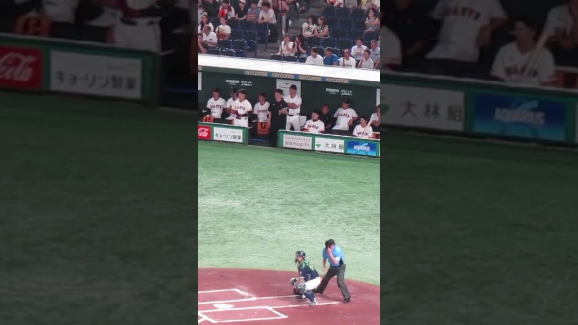 吉川尚輝のヒットの時のベンチ（ 読売ジャイアンツ対 ヤクルトスワローズ 2024年8月2日）