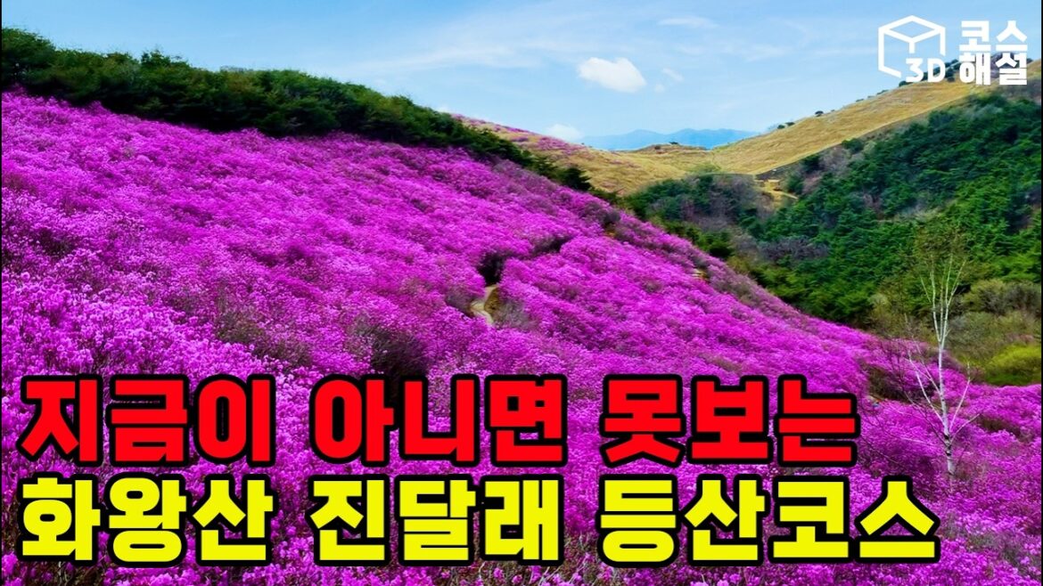 [진달래 절정] 지금 아니면 못보는｜창녕 화왕산 3D 등산코스 대공개