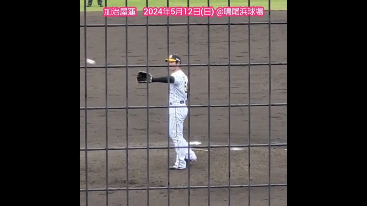 20240512　阪神ﾀｲｶﾞｰｽ時代、#加治屋蓮 #投球練習　#shorts　投球ﾌｫｰﾑ@阪神鳴尾浜球場［ｳｴｽﾀﾝ･ﾘｰｸﾞ 2軍戦］鳴尾浜