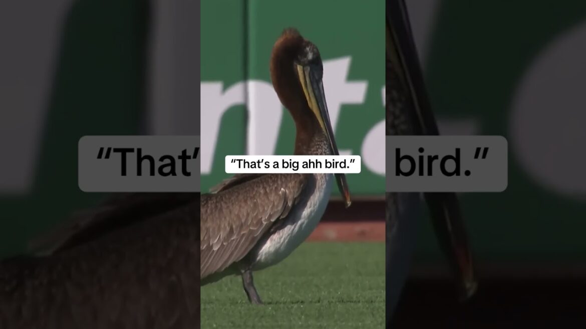 大きな鳥が試合を観戦に来ました！ww🦆