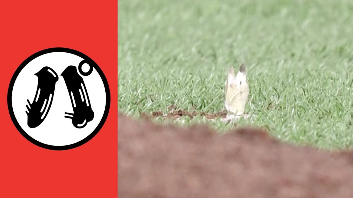 【パ】パテレ大好物の虫シリーズ【まとめるほどではないまとめ】