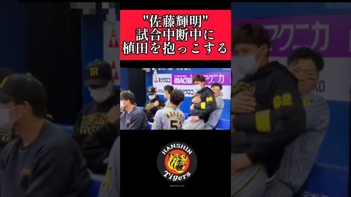 【阪神】"佐藤輝明"試合中断中に植田を抱っこ！ #阪神 #阪神タイガース #佐藤輝明 #植田海 #shorts