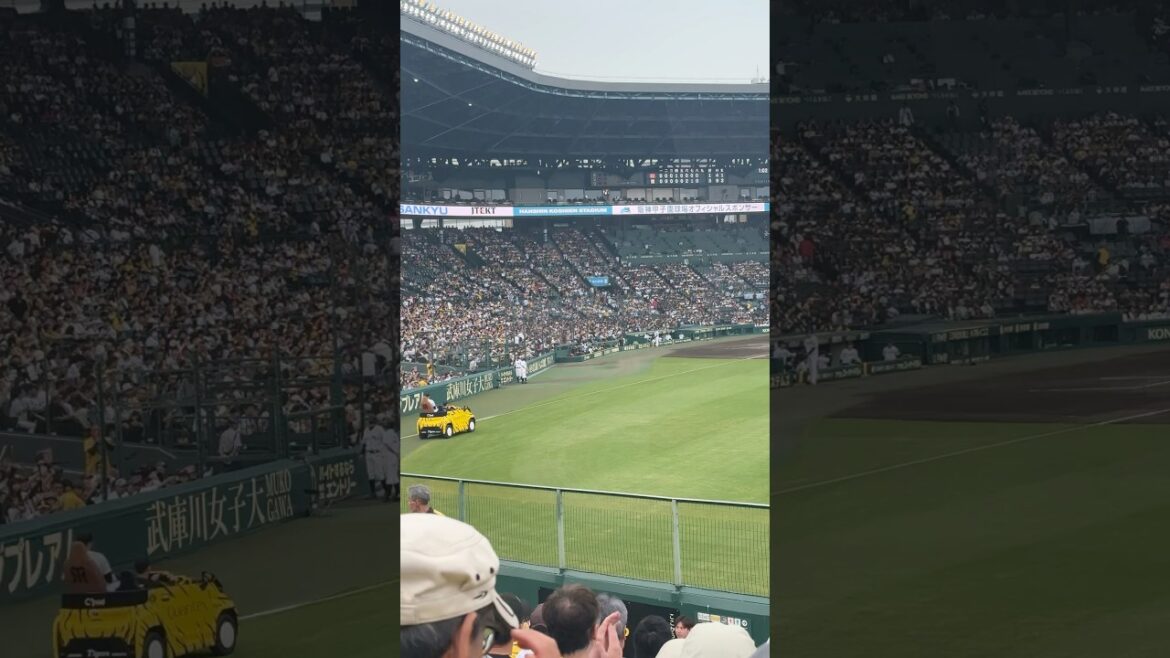 【阪神タイガース】対広島首位攻防戦2025年5月18日、最終回石井大智投手登場🐯#阪神#阪神タイガース＃タイガース＃石井
