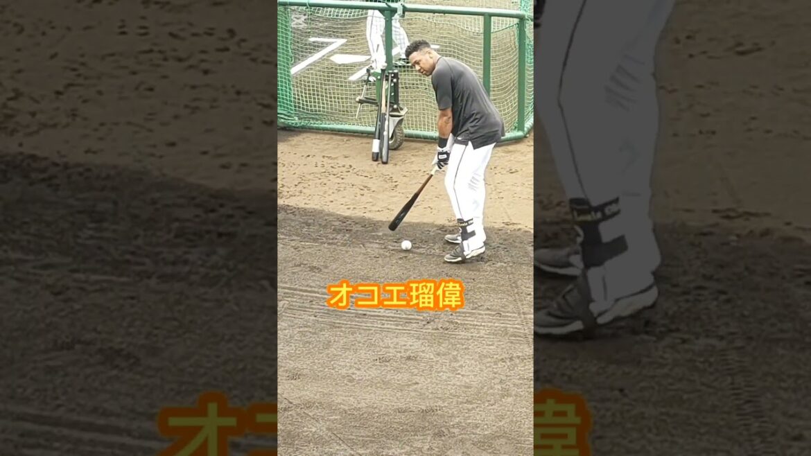 【GIANTS】 #オコエ瑠偉 選手のゴルフパター練習 #shorts #巨人 #ジャイアンツ #プロ野球