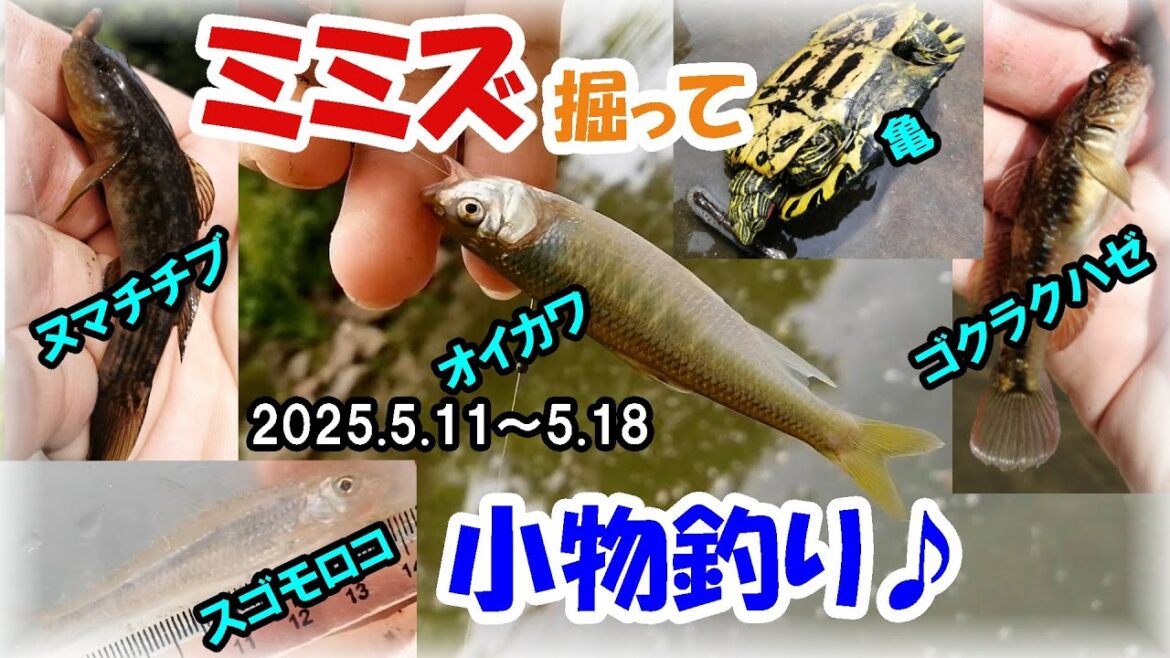 【大和川・オイカワ今シーズン初】ヤバい！現地でミミズを掘って穴釣り！ゴクラクハゼにヌマチチブ入れ食い！小物釣りは最高に楽しい♪オイカワの群れは5月下旬までお預け？河内橋バス釣りポイント