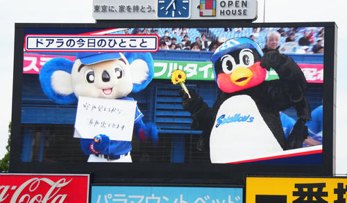 【中日】連日神宮に参上のドアラ「空が見えるから…涙が出ます」つば九郎とコラボも…最後にオチ – nikkansports.com ヤクルト対中日 試合前、電光掲示板に映し出されるつば九郎の横でフリップ芸をするドアラ(撮影・菅敏)